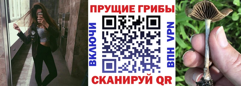 Галлюциногенные грибы мицелий  купить  сайты  МЕГА сайт  Поронайск 